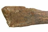 Fossil Hadrosaur (Edmontosaurus) Tibia - Wyoming #304607-5